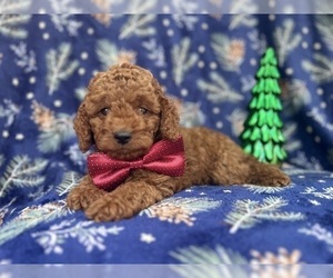 Cock-A-Poo Puppy for sale in LAKELAND, FL, USA