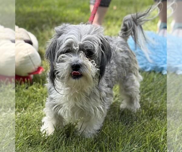 Medium Photo #4 Mal-Shi Puppy For Sale in Yardley, PA, USA