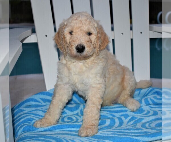 Medium Photo #5 Poodle (Standard) Puppy For Sale in MALABAR, FL, USA