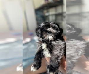 Shih Tzu Puppy for sale in VIRGINIA BEACH, VA, USA