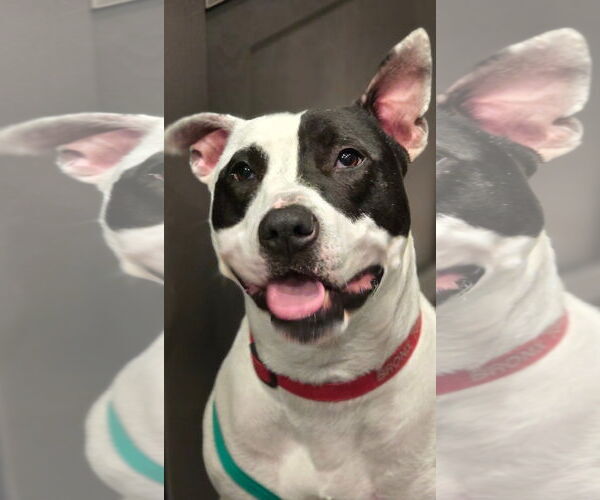 Medium Photo #8 American Pit Bull Terrier Puppy For Sale in Germantown, OH, USA