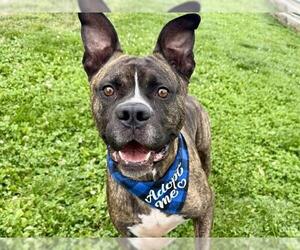 Boxer-Unknown Mix Dogs for adoption in Pueblo, CO, USA