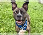 Small Boxer Mix