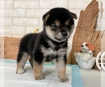 Small Photo #11 Shiba Inu Puppy For Sale in SAN DIEGO, CA, USA