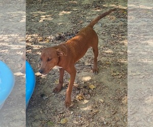 Finn - Male Feist Terrier-Unknown Mix Dog for Adoption - Photo #2