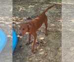 Small Photo #2 Feist Terrier-Unknown Mix Puppy For Sale in Tracy City, TN, USA