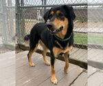 Small #7 Labrador Retriever Mix