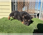 Small #25 English Bulldog