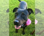 Small #4 American Pit Bull Terrier Mix