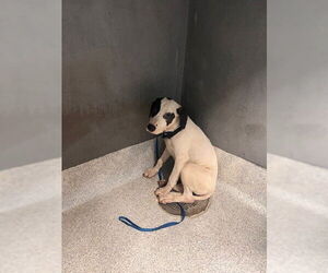 American Staffordshire Terrier-Unknown Mix Dogs for adoption in Tallahassee, FL, USA