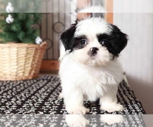 Shih Tzu Puppy for sale in NAPLES, FL, USA