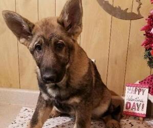 German Shepherd Dog Puppy for sale in NEW BREMEN, OH, USA