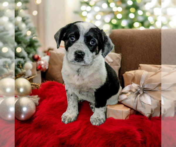 Medium Photo #8 Boxador Puppy For Sale in Vail, AZ, USA