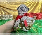 Small #32 French Bulldog