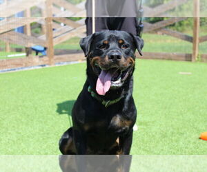 Rottweiler Dogs for adoption in Chestertown, MD, USA