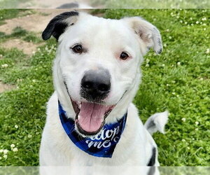Border Collie-Siberian Husky Mix Dogs for adoption in Pueblo, CO, USA