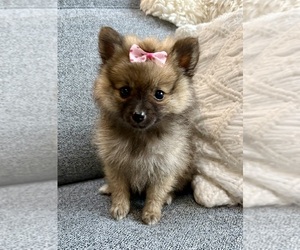 Pomeranian Puppy for Sale in FAIR HAVEN, Michigan USA