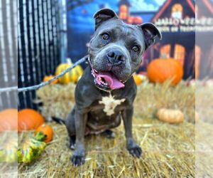 Staffordshire Bull Terrier-Unknown Mix Dogs for adoption in Long Beach, CA, USA