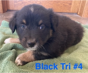 Australian Shepherd Puppy for sale in SURPRISE, NE, USA