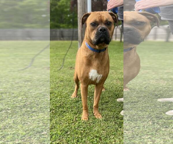 Medium Photo #6 Boxer Puppy For Sale in Burnsville, MN, USA