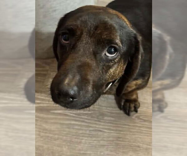 Medium Photo #3 Dachshund-Unknown Mix Puppy For Sale in Tampa, FL, USA