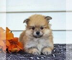 Small Photo #4 Pomeranian Puppy For Sale in EAST EARL, PA, USA