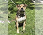 Small #2 Boxer Mix