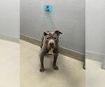 Small American Pit Bull Terrier Mix