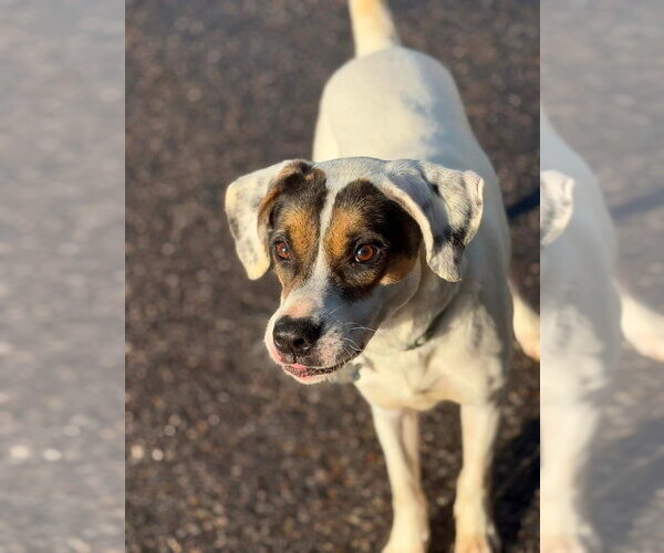 Medium Photo #17 Mutt Puppy For Sale in Springdale, PA, USA