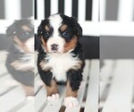 Small Bernese Mountain Dog