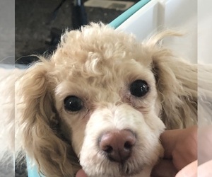 Poodle (Toy) Puppy for sale in BULLARD, TX, USA