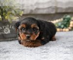 Small Photo #10 Yorkshire Terrier Puppy For Sale in NAPPANEE, IN, USA