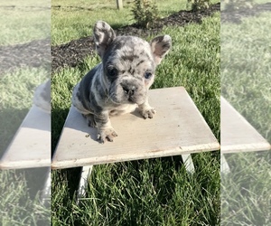 French Bulldog Puppy for sale in GOSHEN, IN, USA