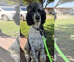 Small #7 Poodle (Standard)