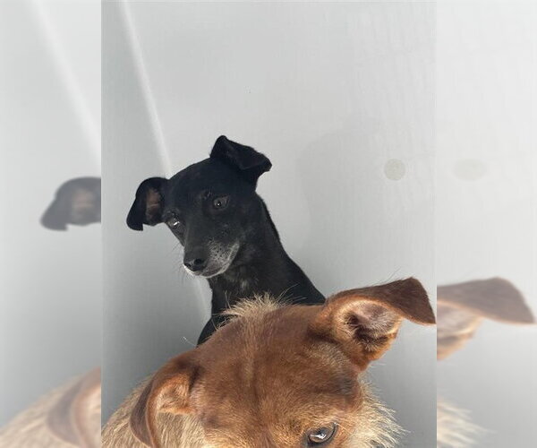 Medium Photo #1 Chiweenie Puppy For Sale in Houston, TX, USA