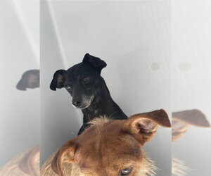 Chiweenie Dogs for adoption in Houston, TX, USA