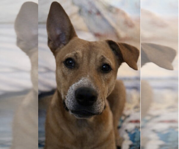 Medium Photo #7 Labrador Retriever-Unknown Mix Puppy For Sale in Fort Worth, TX, USA