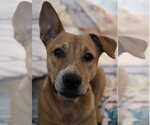 Small #6 Labrador Retriever Mix