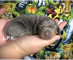Dachshund Puppy for sale in WINNSBORO, LA, USA