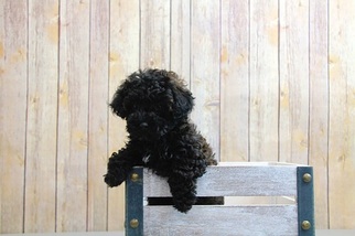 Poodle (Miniature) Puppy for sale in PORTSMOUTH, OH, USA