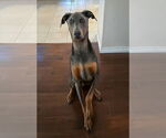 Small #9 Doberman Pinscher
