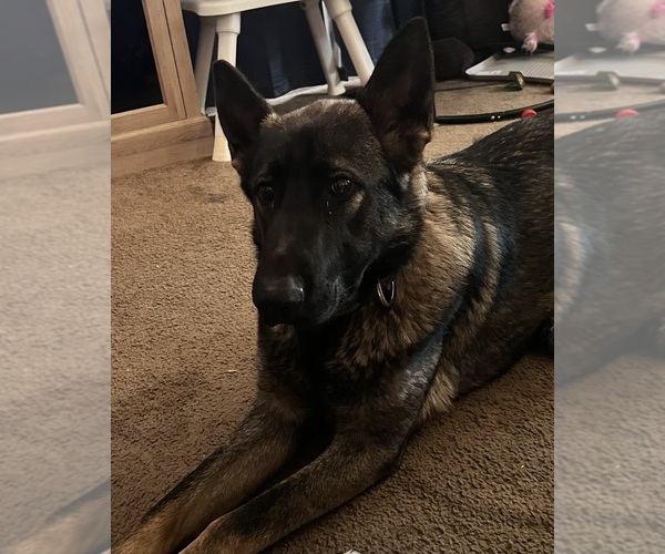 Medium Photo #1 German Shepherd Dog Puppy For Sale in FRUITLAND, WA, USA