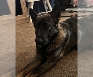 Mother of the German Shepherd Dog puppies born on 06/27/2026
