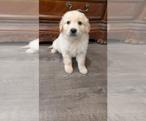 Medium Photo #8 Golden Retriever Puppy For Sale in ELVERTA, CA, USA
