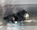 Small Photo #6 Aussiedoodle Puppy For Sale in MIDDLETOWN, OH, USA