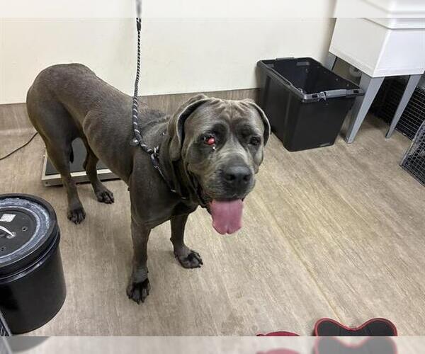 Medium Photo #1 Mastiff Puppy For Sale in Pasadena, CA, USA