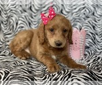 Small Photo #4 Labradoodle-Poodle (Miniature) Mix Puppy For Sale in CEDAR LANE, PA, USA