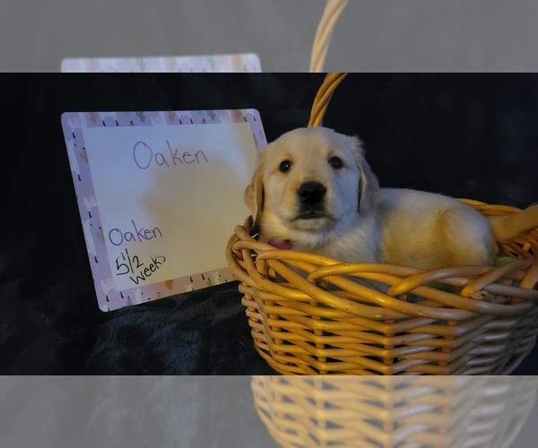 Medium Photo #21 Golden Retriever Puppy For Sale in VOORHEES, NJ, USA