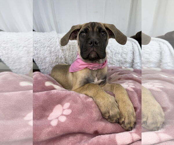 Medium Photo #2 Mutt Puppy For Sale in Goodyear, AZ, USA