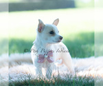 Small #4 Chihuahua